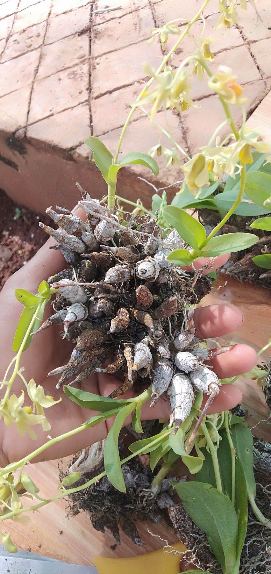 2 khóm hoa lan denro trường sơn chỉ 50k