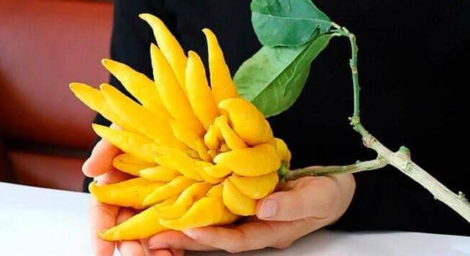 Cây giống phật thủ