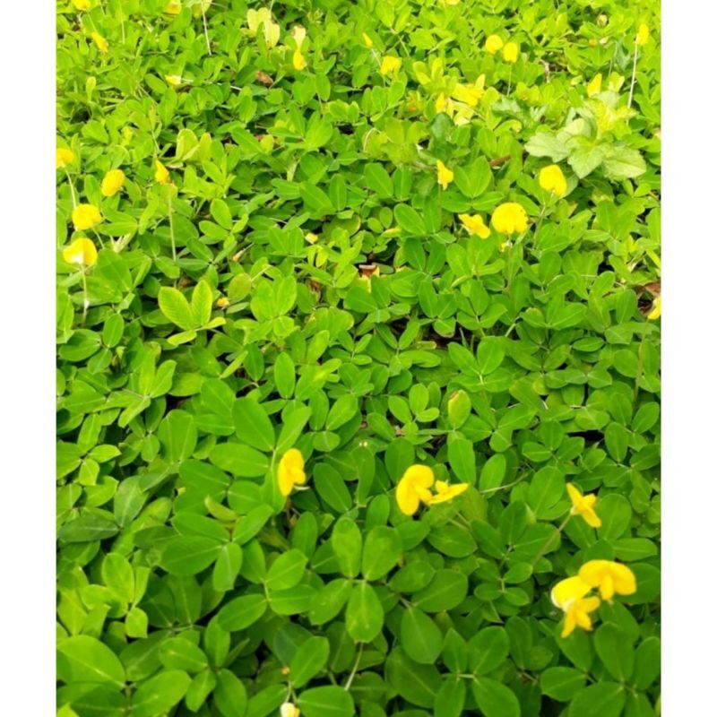 Cỏ đậu phộng.. 12k 50 nhánh