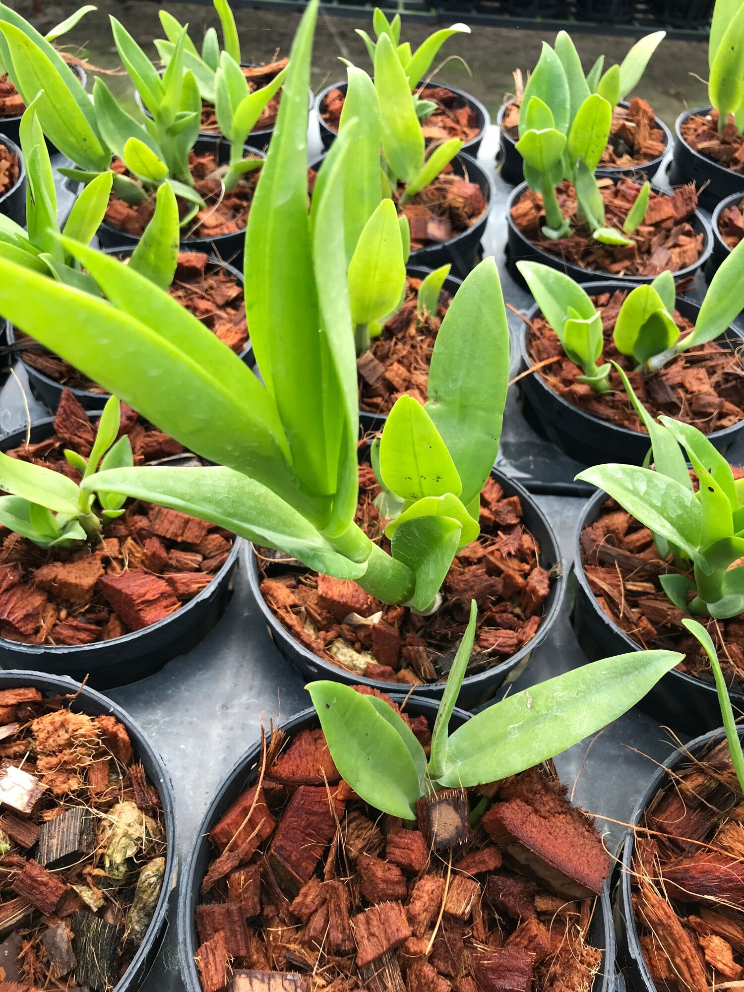 Denro Hoa Thơm Bà Liễu và Pensoda