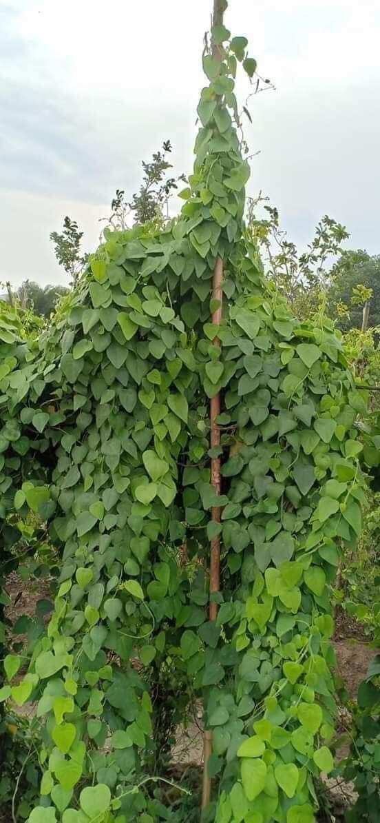 CÂY GIỐNG  SÂM LÔNG