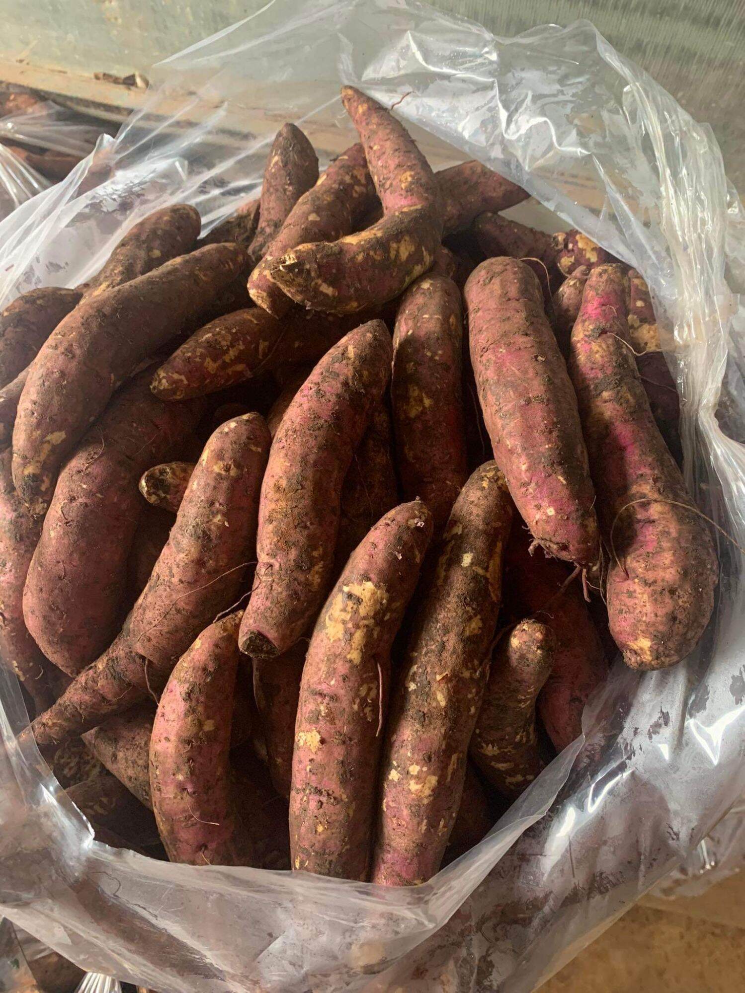 Khoai lang mật Tà Nung Đà Lạt