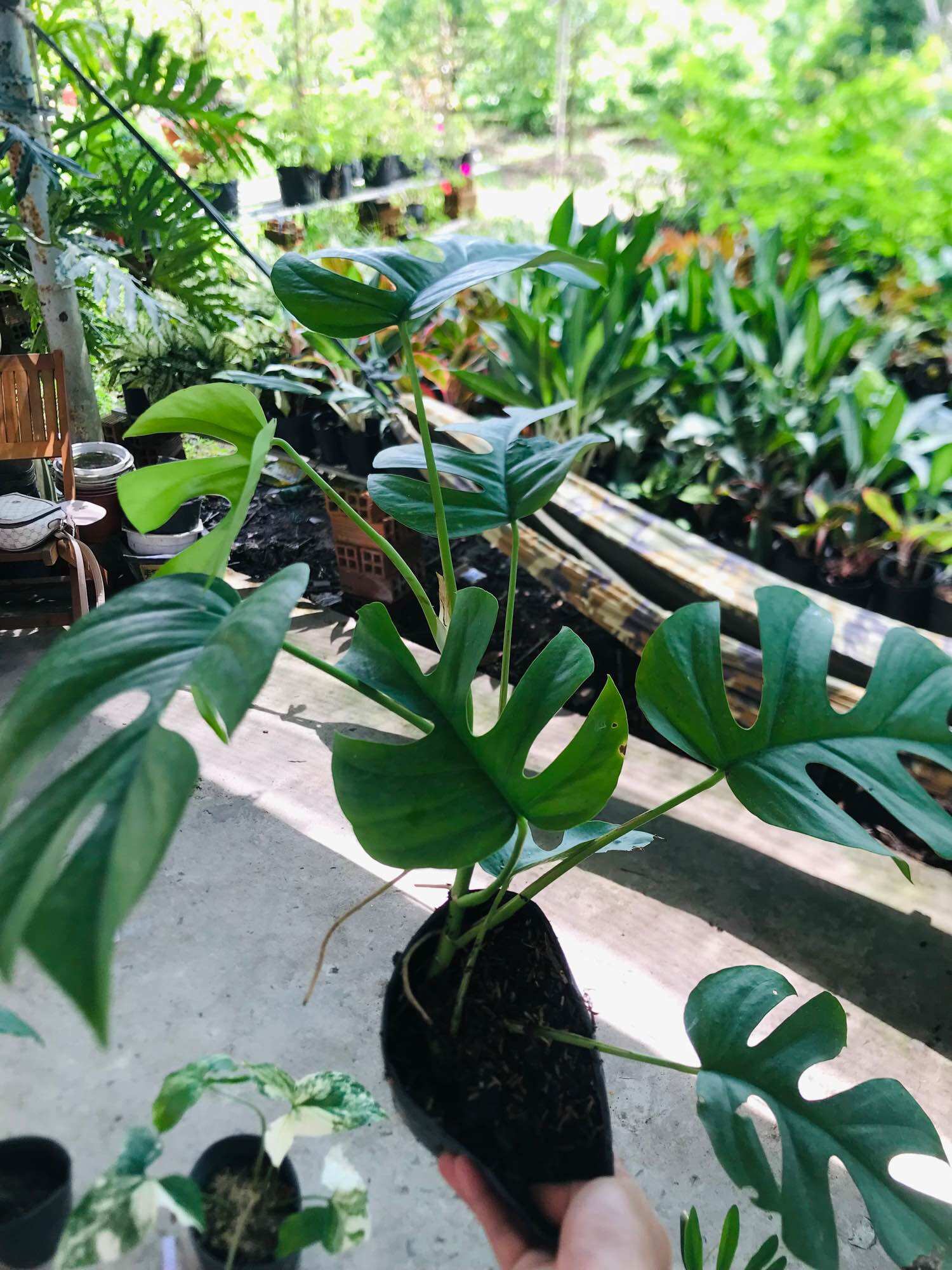 Cây trầu bà leo cột mon mini