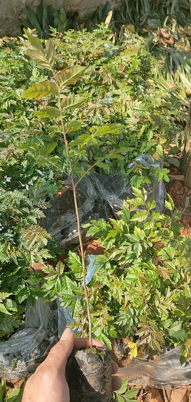 Hoa mẫu đơn (cây giống)