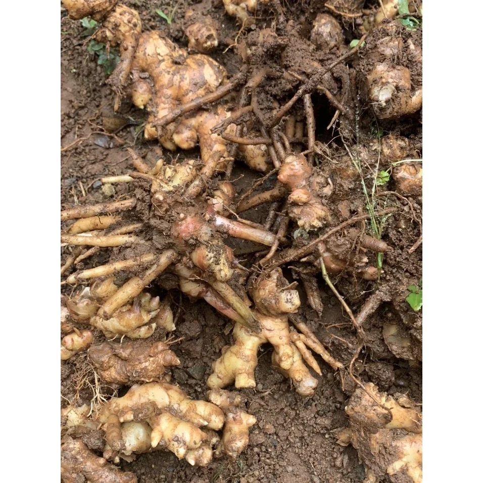 500g Gừng gió tươi