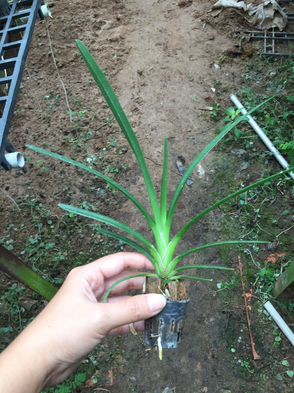 Lan Kiếm Phan Trí - hàng gieo hạt (cây con)