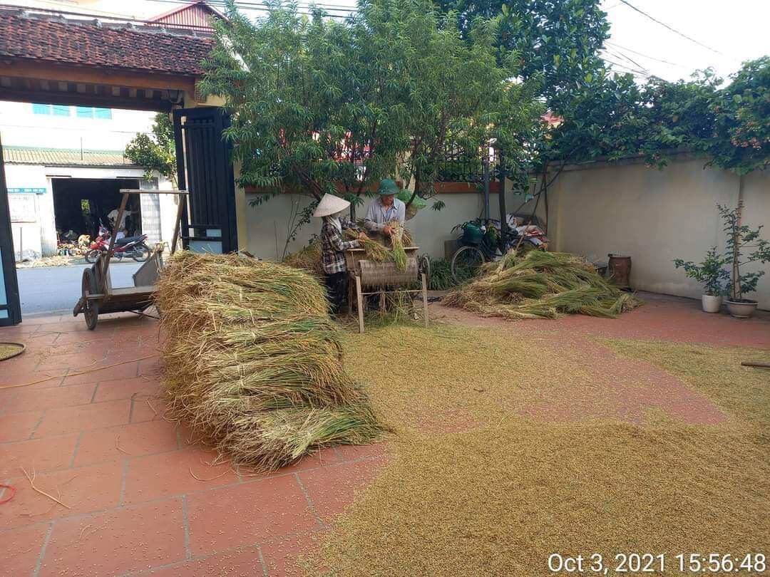 gạo tám xoan ( chuẩn gạo tám quê)