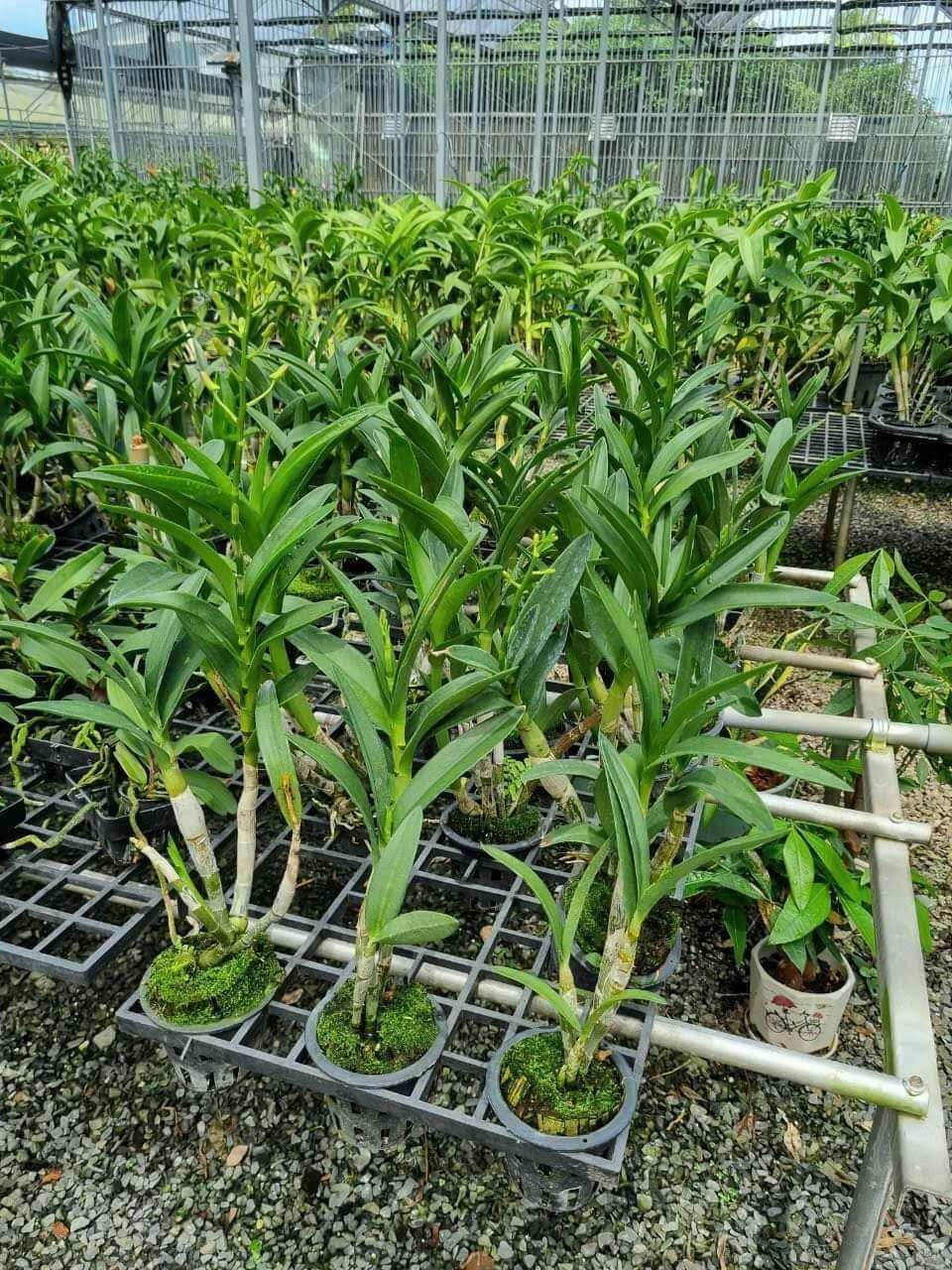 Hoa Lan denro chớp bịp trưởng thành sắp hoa
