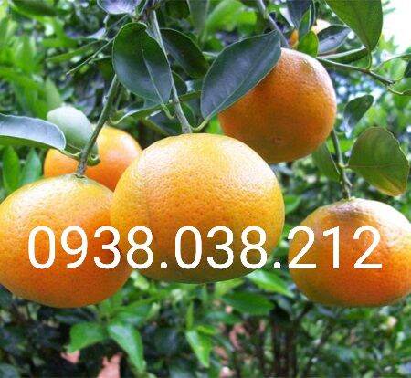 CÂY GIỐNG QUÝT THÁI KHÔNG HẠT