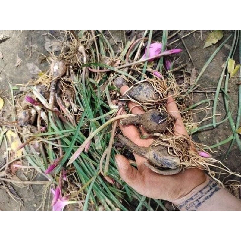 1kg củ huệ mưa, củ hoa tóc tiên