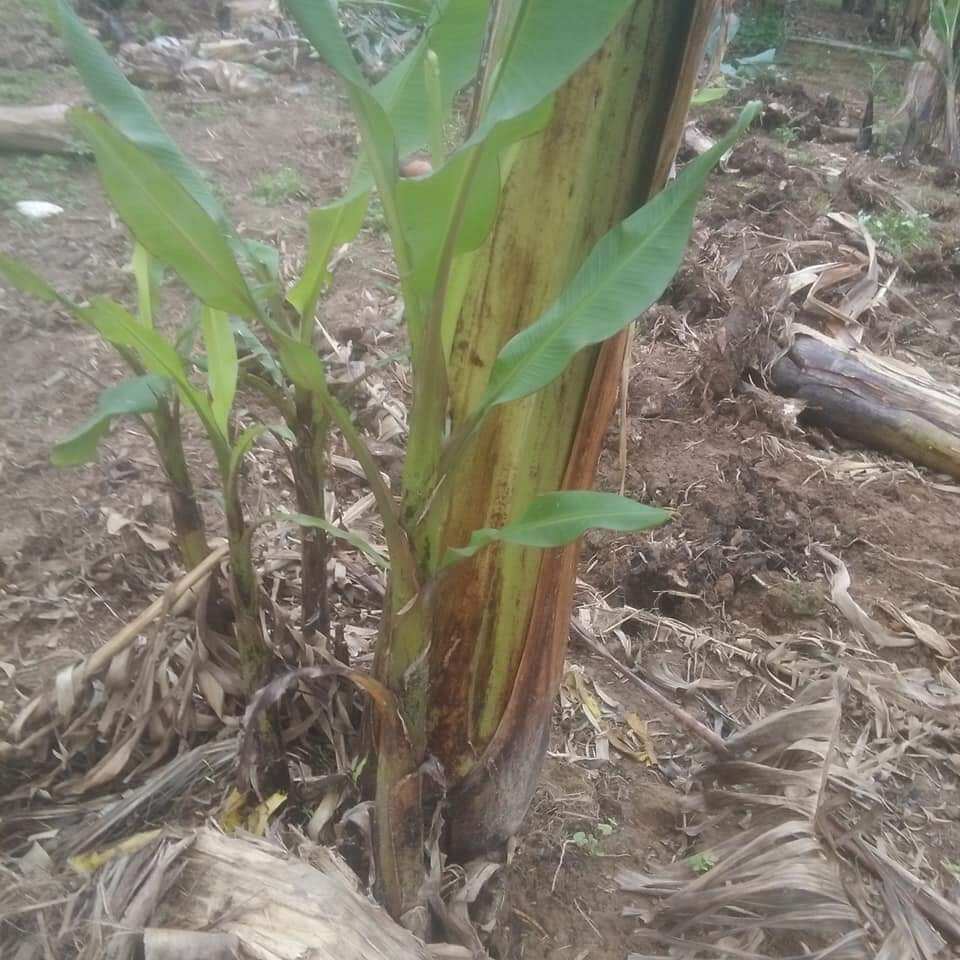 Cây giông chuối ngự tiến vua