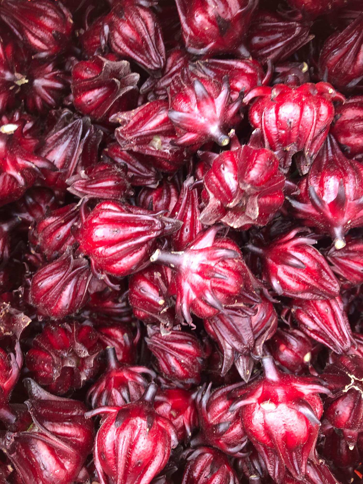 500g hoa atiso đỏ khô 165k