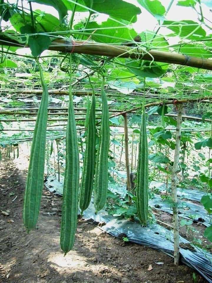 Hạt mướp khía Thái Lan 15 hạt