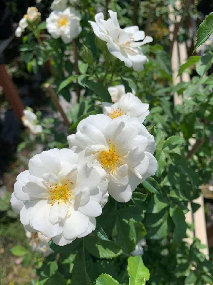 Cây hoa hồng trắng leo
