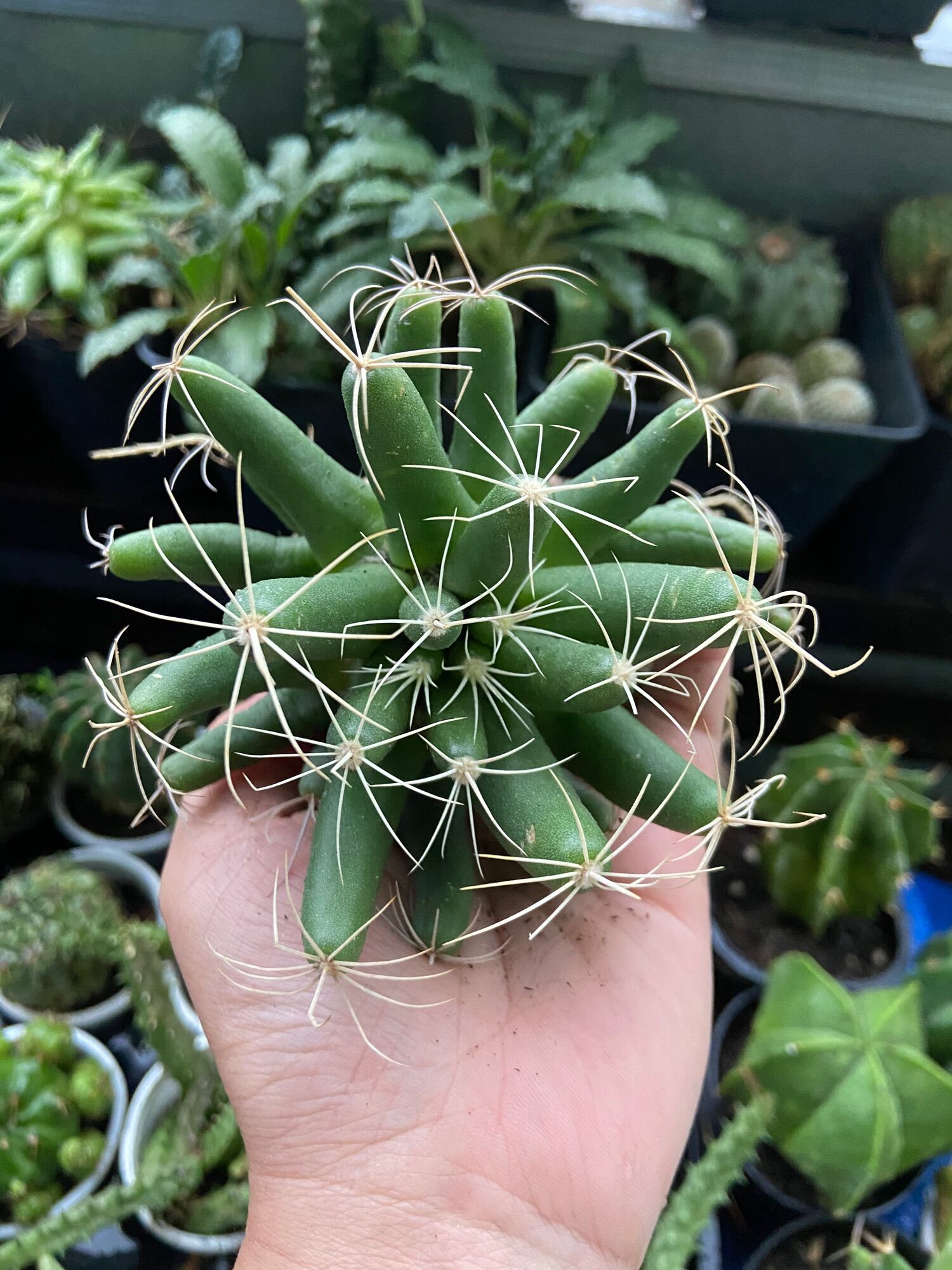 Xương Rồng Chuối Chùm