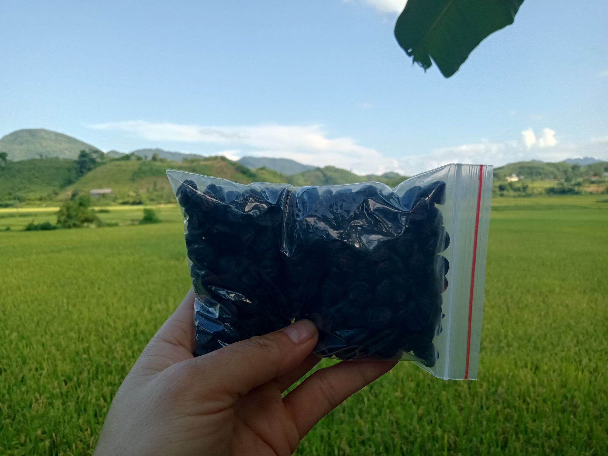 30 HẠT DỔI NẾP HOÀ BÌNH