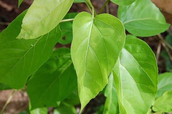 50 Hạt giống cây lá cách