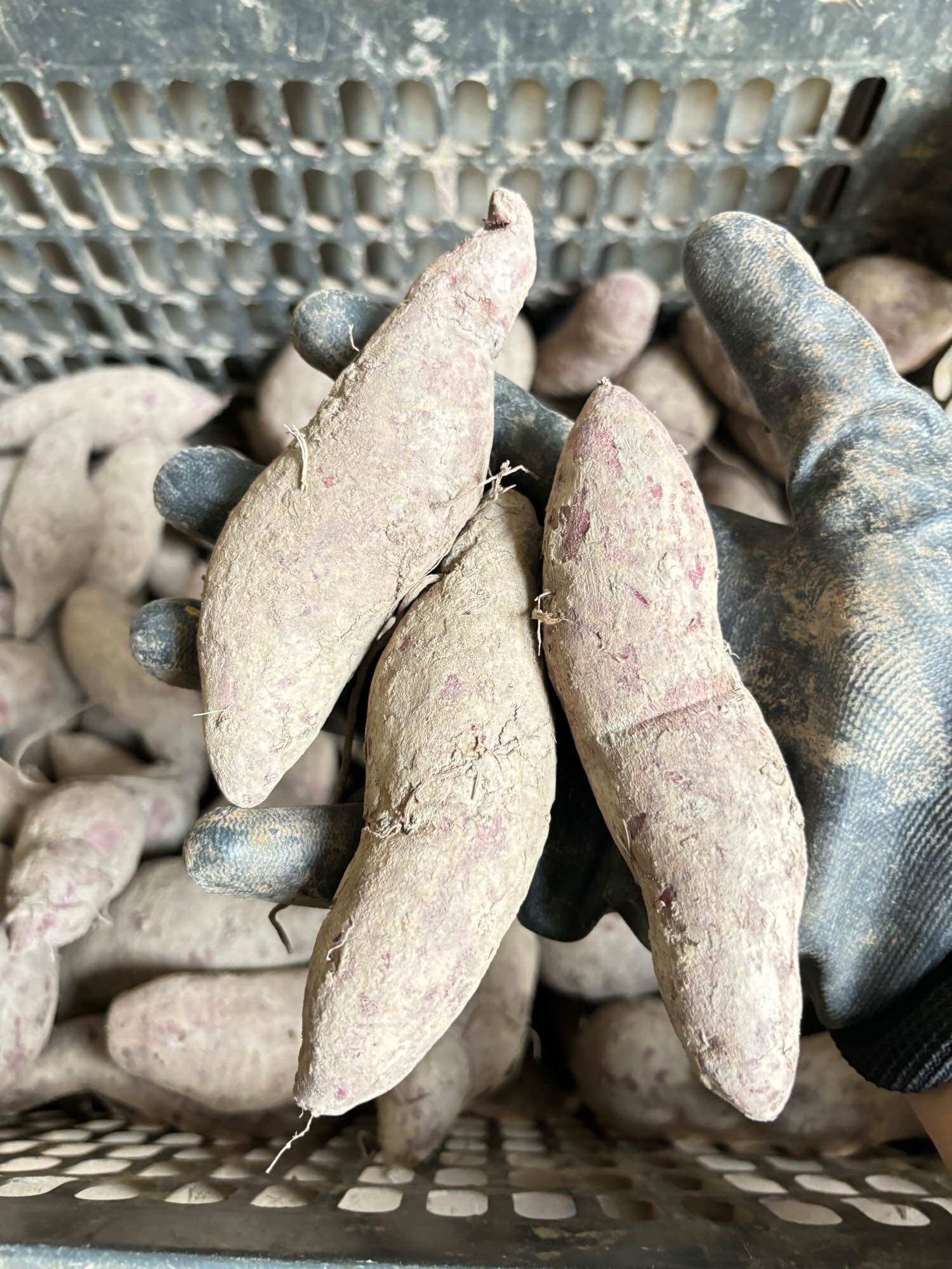 Khoai Lang Tím (1kg) Giao Toàn Quốc
