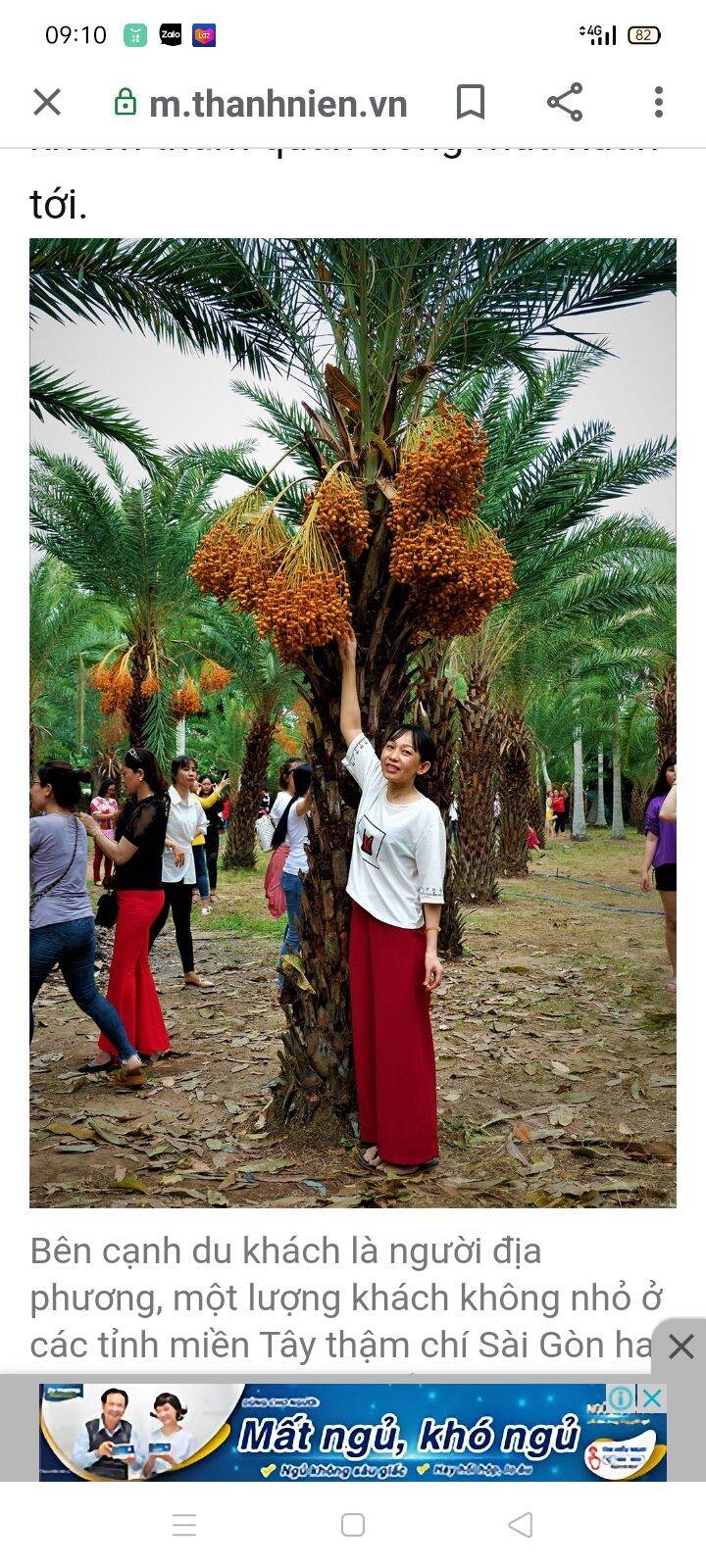 Combo 5 cây chà là giống Thái lan