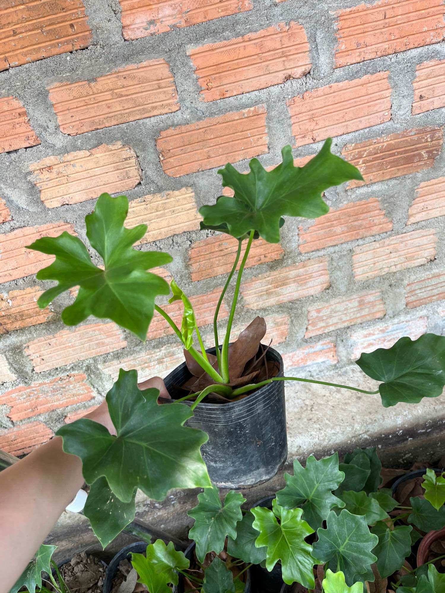 cây giống trầu bà thanh xuân