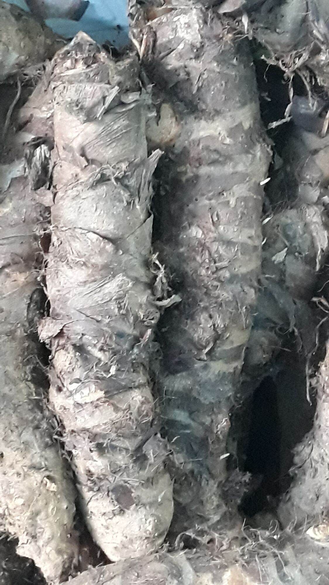 CỦ BẠC HÀ NÚI TỰ NHIÊN LÂU NĂM( 5KG)