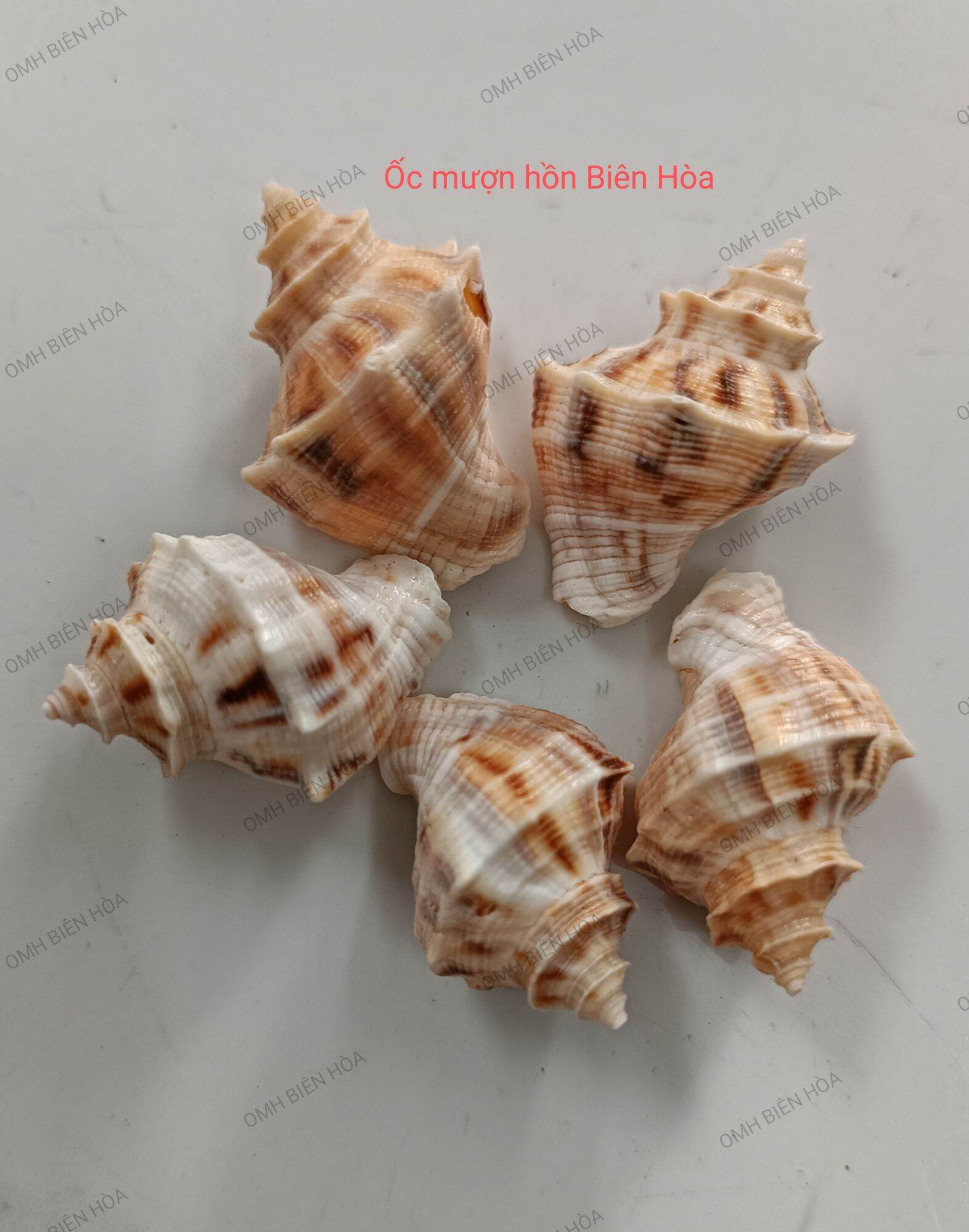 5 vỏ ốc biển size baby. omh biên hòa