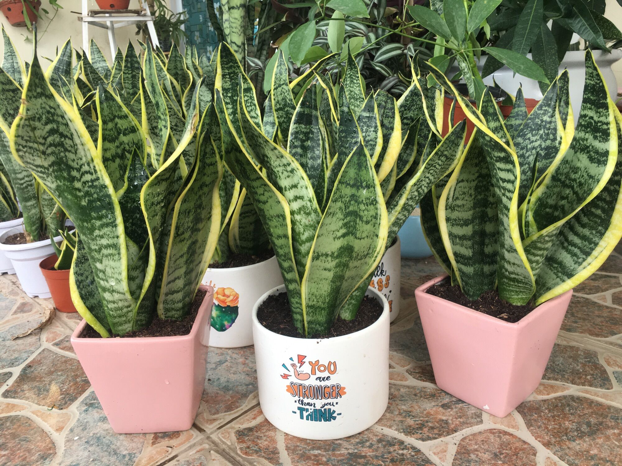 Chậu 3 cây lưỡi hổ thái lùn ( Tam lộc) chậu nhựa