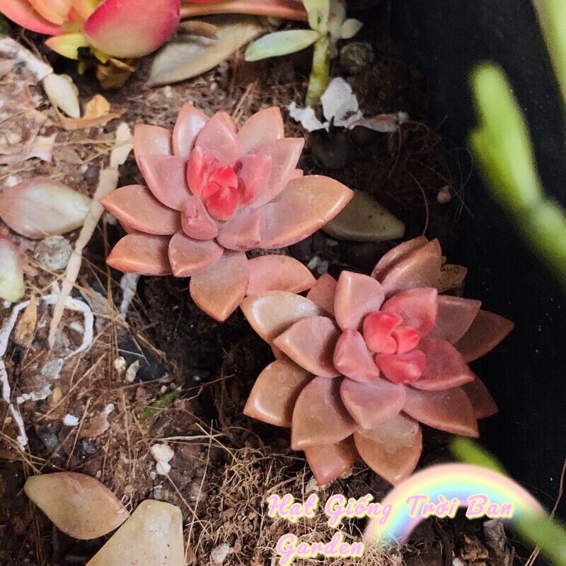 Sen Đá ĐÁ NÂU 💗 SIZE MINI 💖 SIÊU KHOẺ ĐẸP 💖 LỖI 1 ĐỔI 1