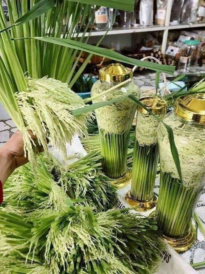 Đòng đòng nếp Cái hoa vàng