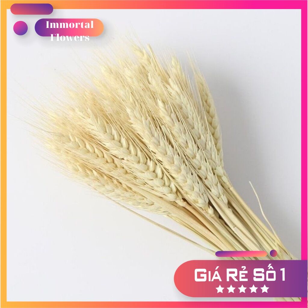 5 hoa lúa mạch khô màu trắng❤️FREESHIP❤️ Hoa Lúa mạch khô ITALY retro vinatge, trang trí cưới