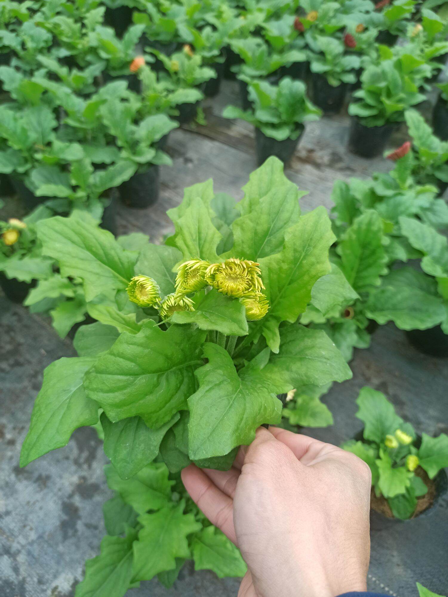 Cây đồng tiền lùn đang nụ