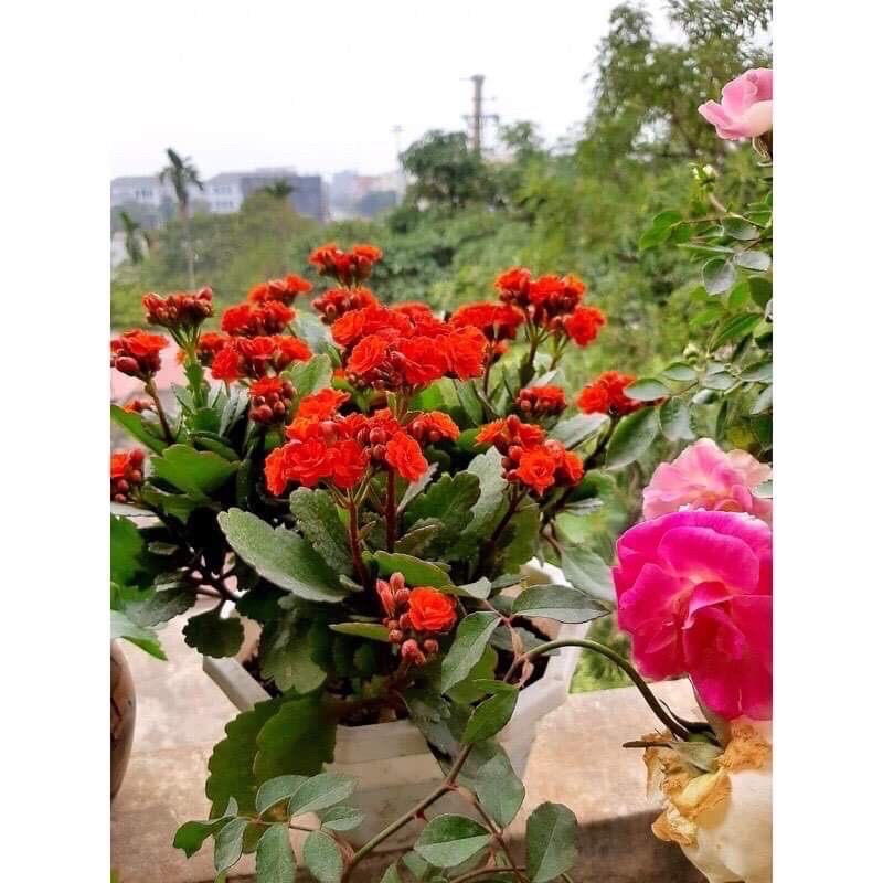 cây hoa sống đời kép (1 cay)