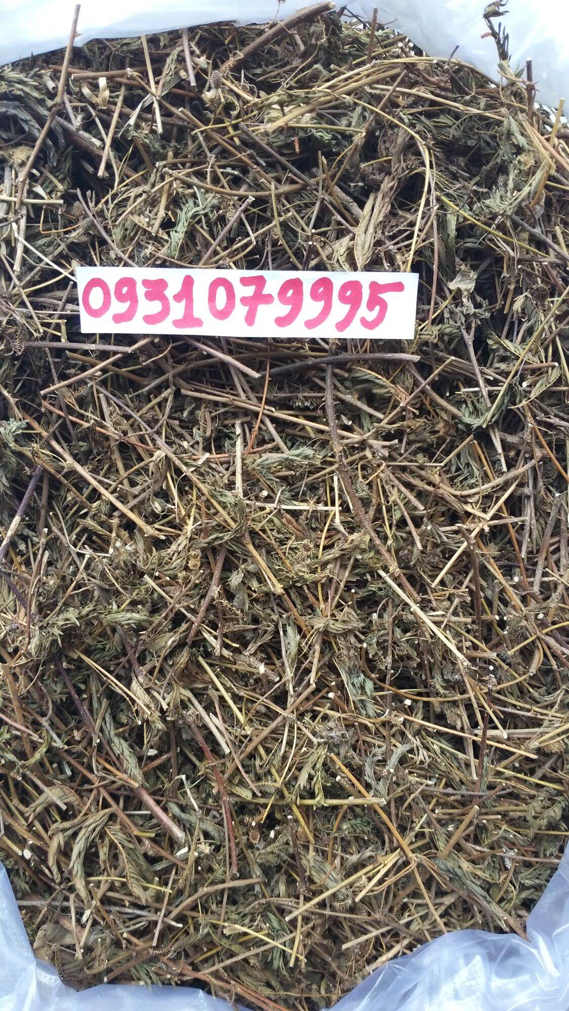 cây mắc cỡ - cây xấu hổ phơi khô 1kg