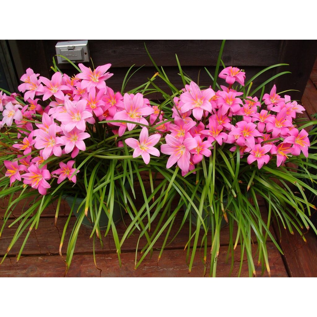 1kg củ huệ mưa, củ hoa tóc tiên