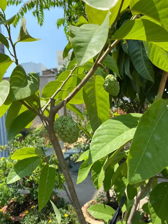 cây na sầu riêng riêng cao 40-60cm