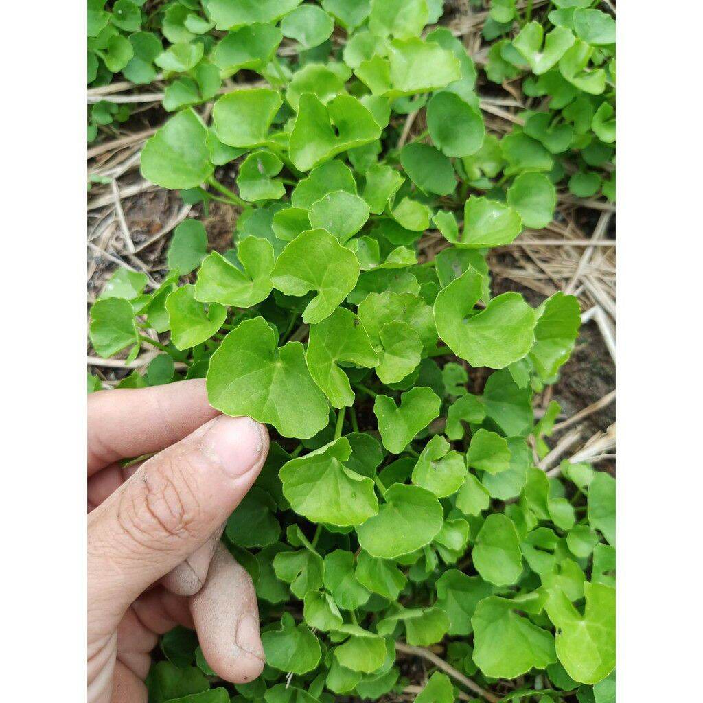 hạt giống rau má lá to - gói 1gr