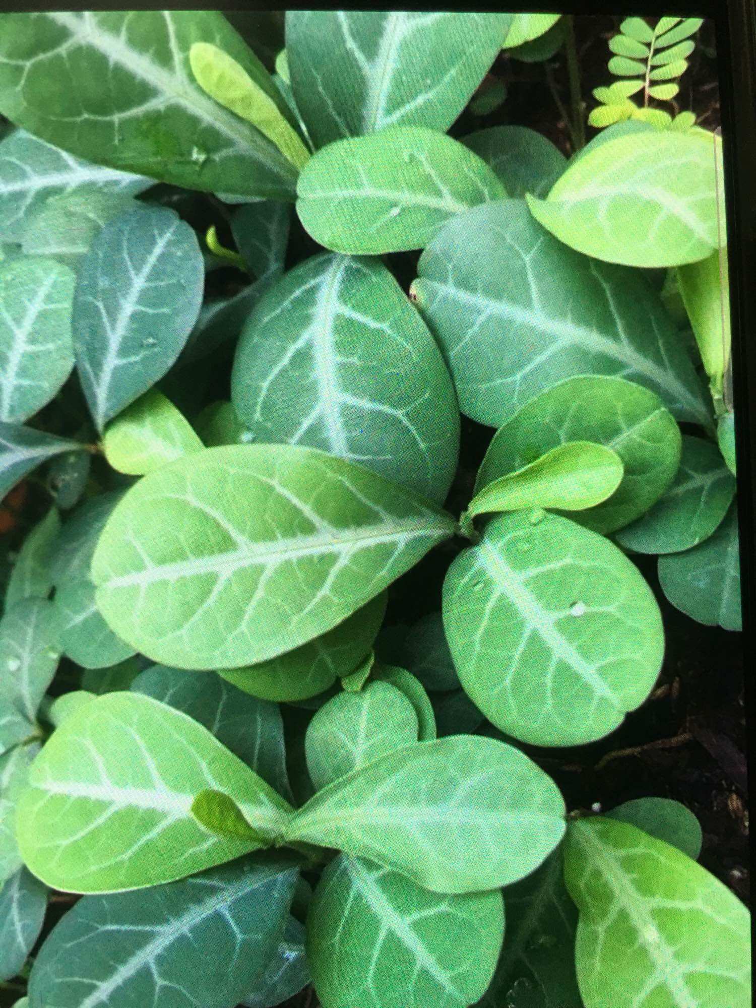 Cây Lưỡi Nhân ( cây Cam Xũng hoặc cây lưỡi người)