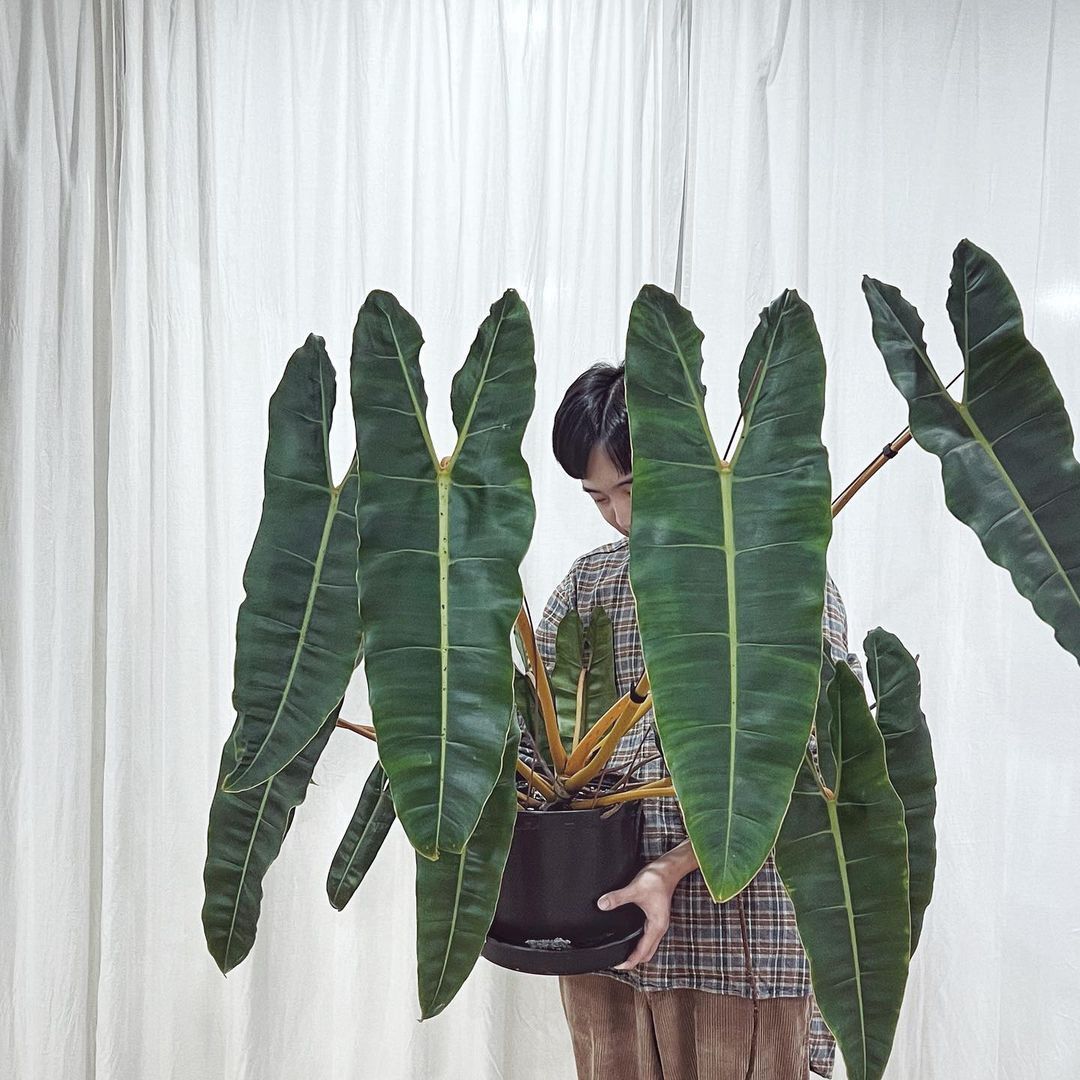 Philodendron Billietiae/Cây Hồng Hạc/Hạc Cam size mini
