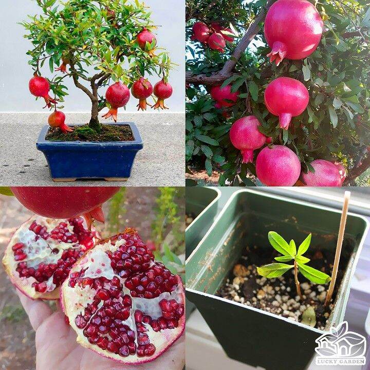 Cây giống Lựu lùn đỏ ai cập