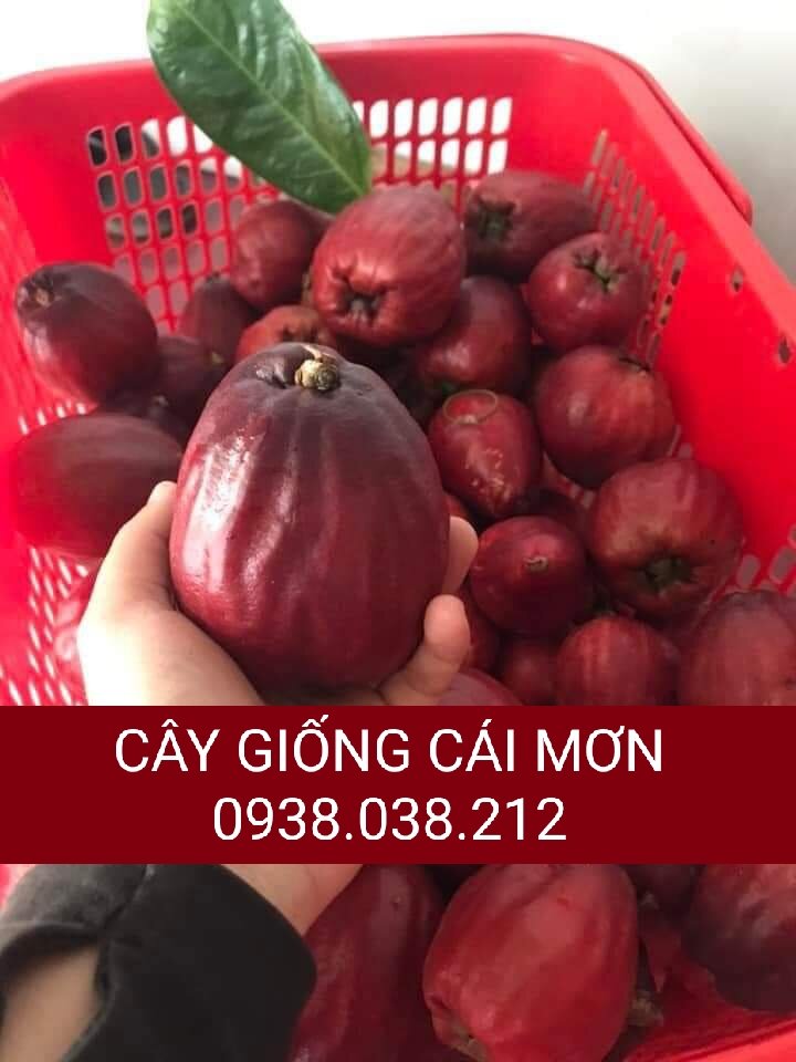 Cây điều đỏ / cây điều miền tây