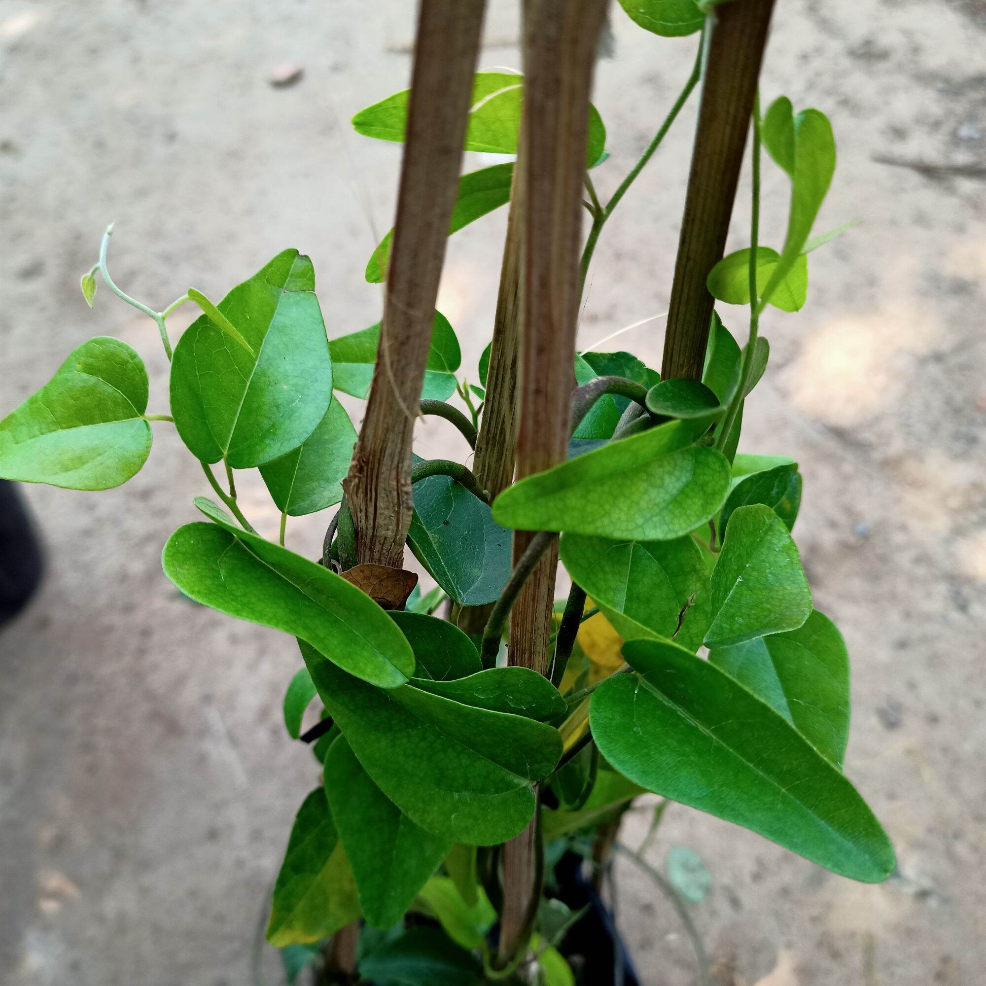 Chậu cây sương sâm trơn cây trưởng thành