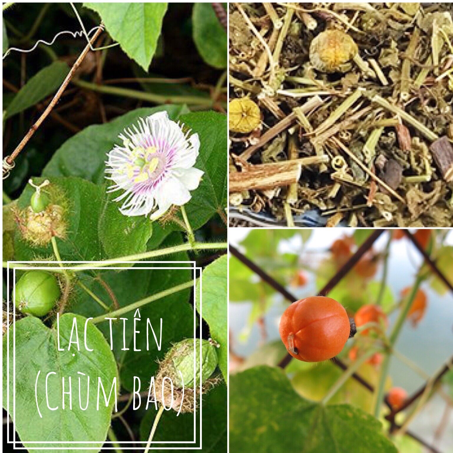 50 Hạt giống cây chùm bao