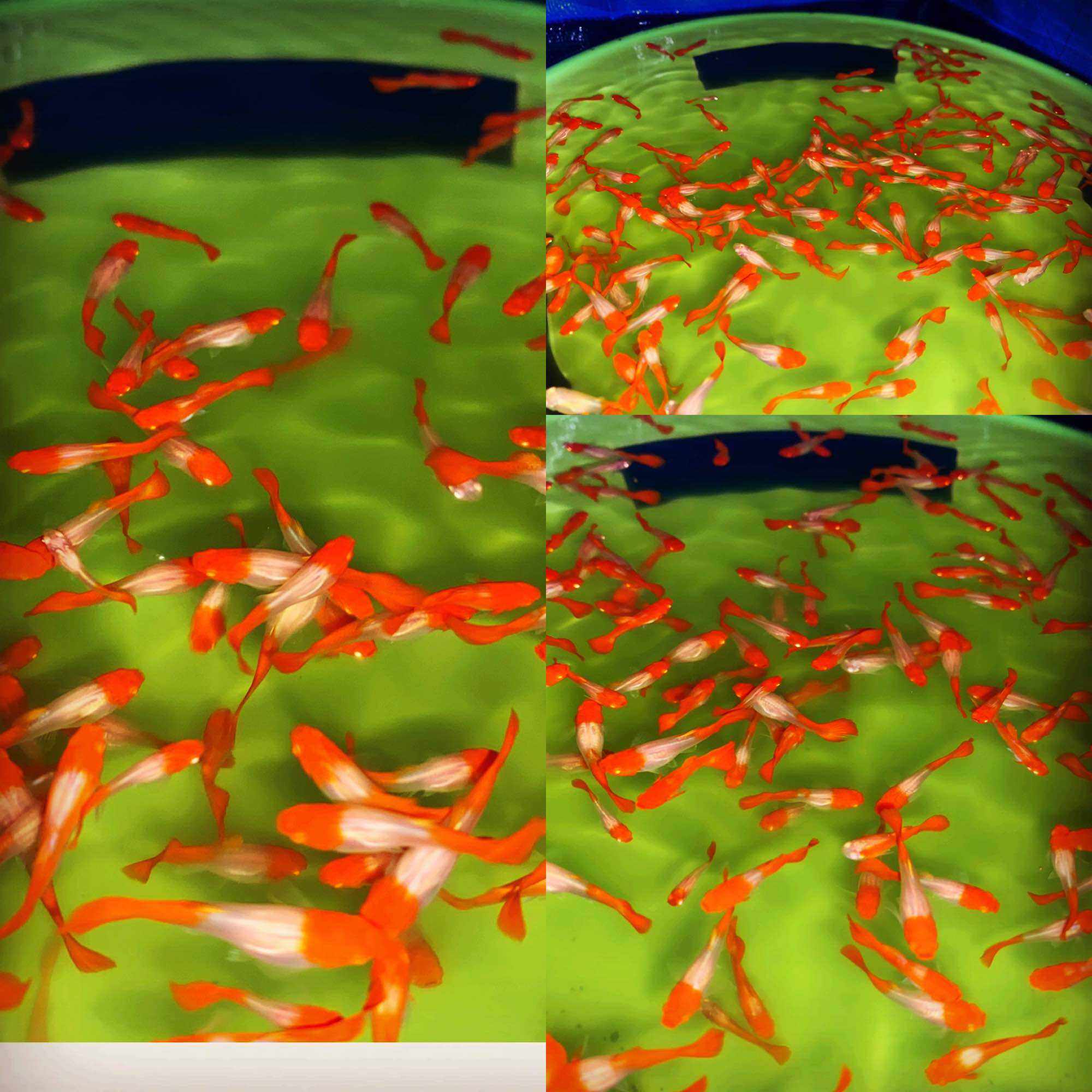 CÁ 7 MAU - GUPPY COMBO 3 KOI RED