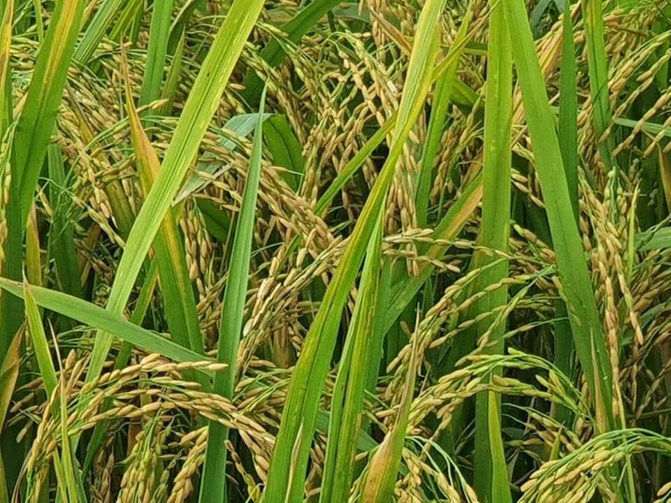 Cốm Làng Vòng 500gr ( hiệu Ninh Hương đặc sản Hà nội)