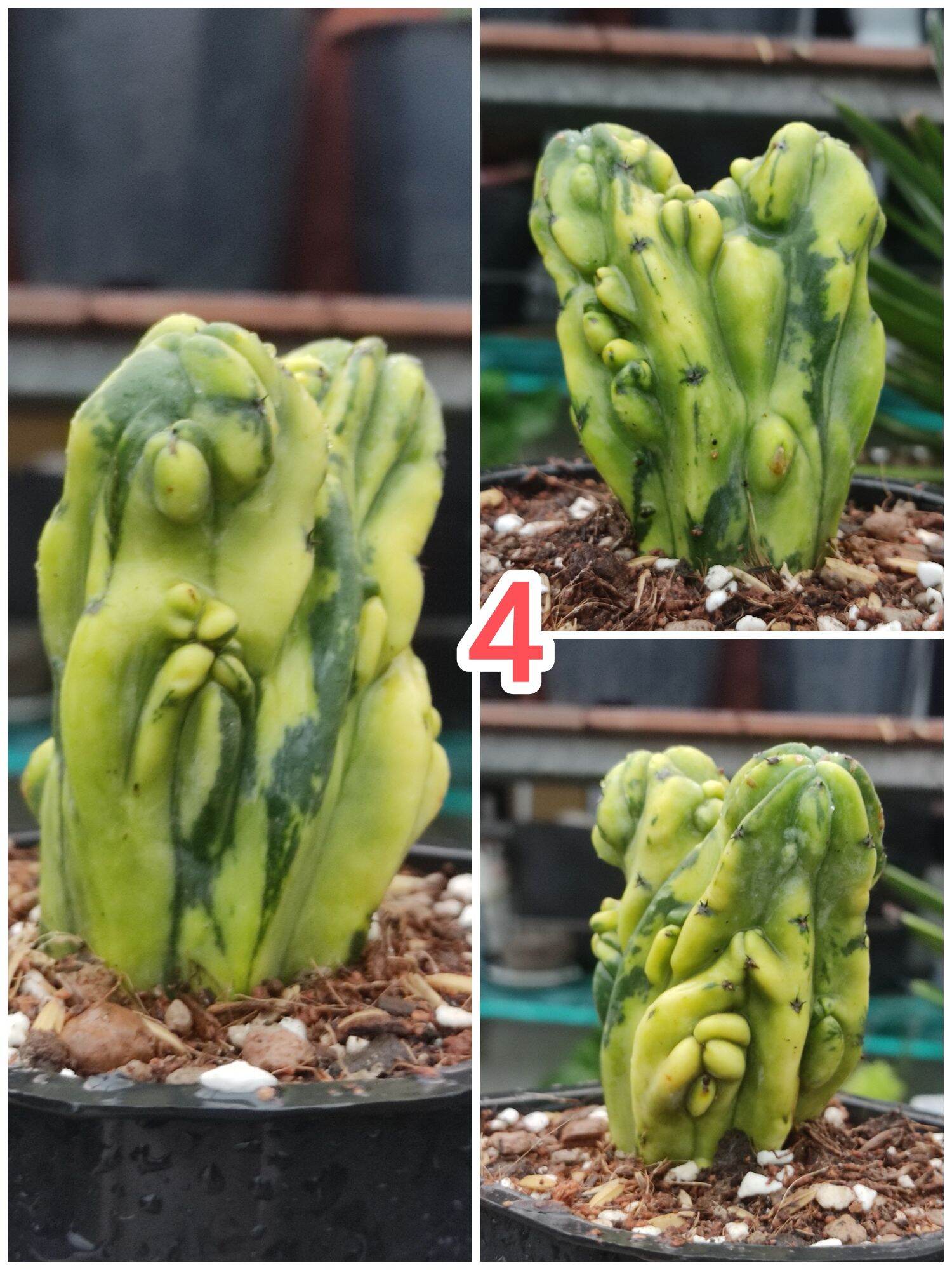 Cây xương rồng trụ đột biến màu vàng 13-20cm+ - Myrtillocactus geometrizans var