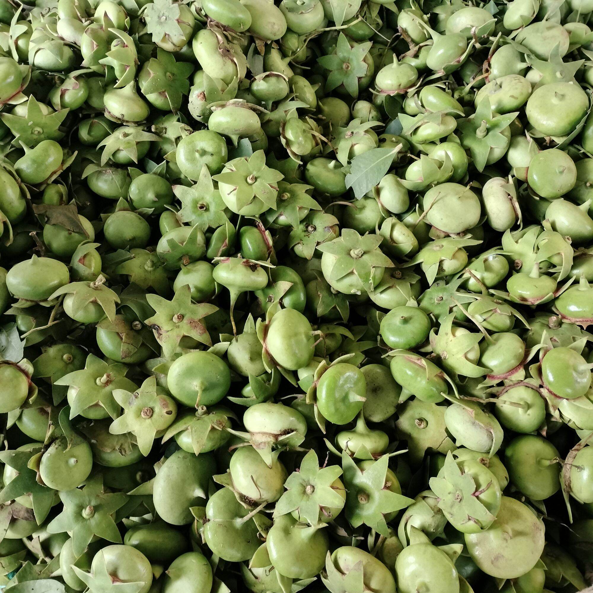 Hoa bần, rễ bần, trái bần sấy ( hái theo yêu cầu)