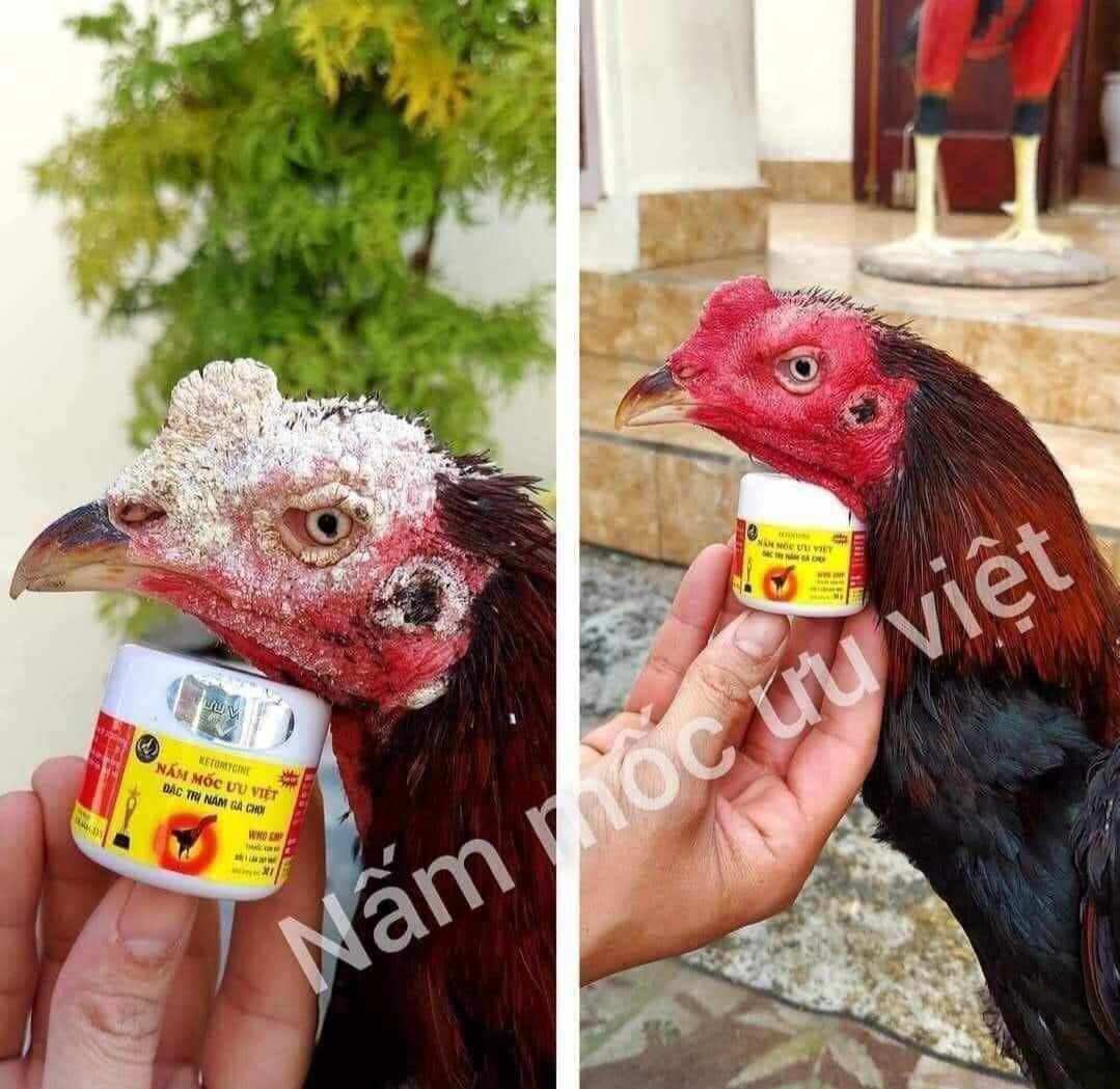 Nấm mốc cho gà Ưu Việt