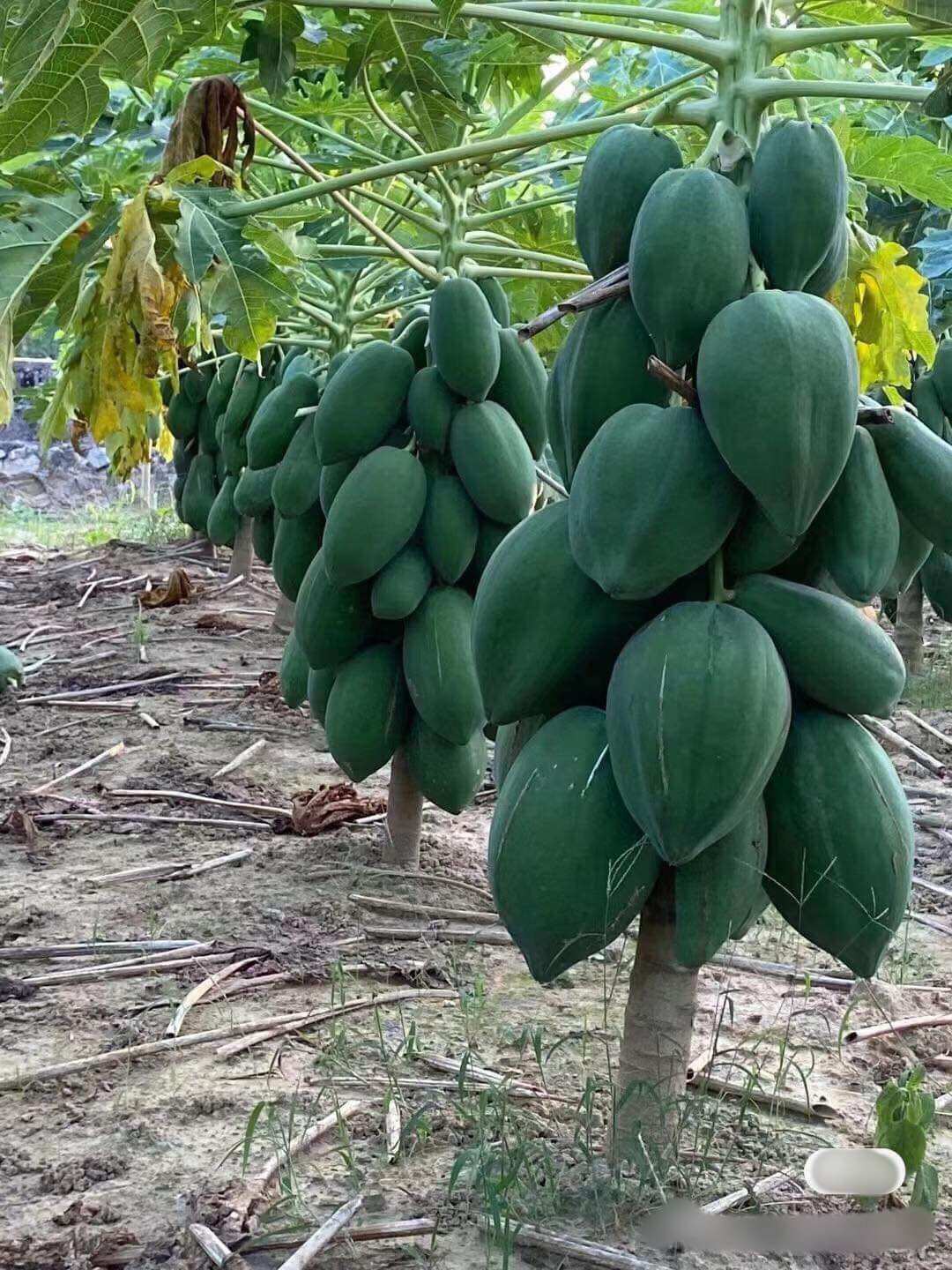 túi 20 Hạt Giống Đu Đủ Siêu Lùn trồng quanh năm