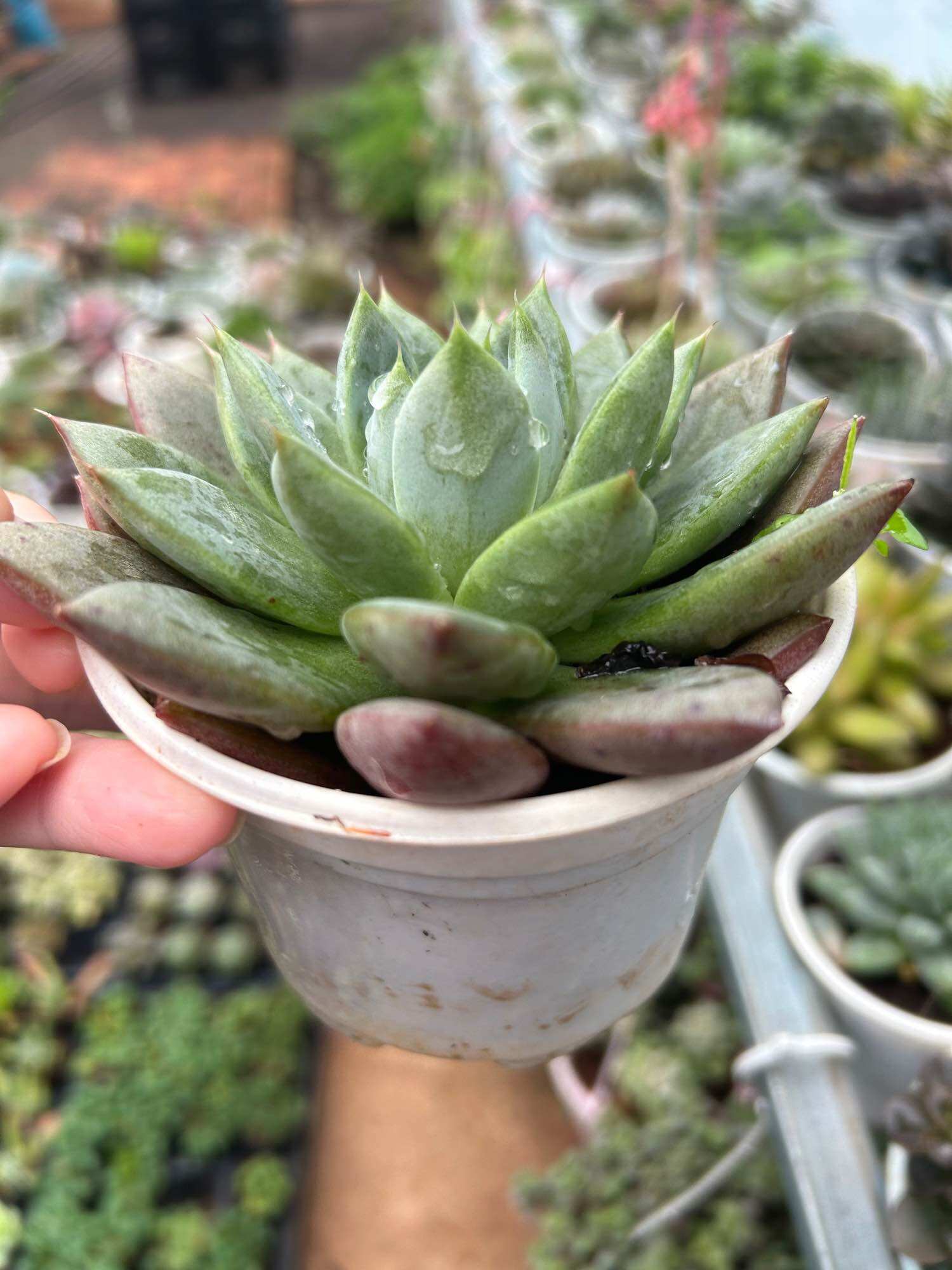 Sen đá mận cute size trung