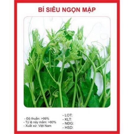 Hạt Giống Rau Bí Siêu Ngọn